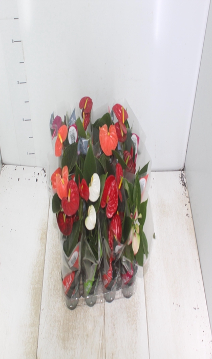 <h4>ANTHURIUM VARIADO P09</h4>