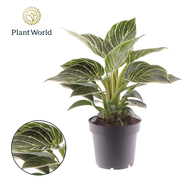 <h4>Philodendron Birkin</h4>