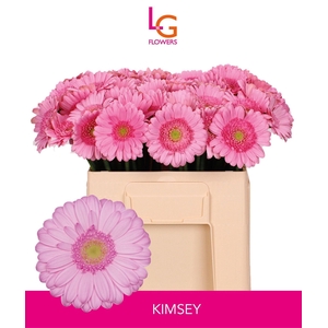 GERMINI KIMSEY
