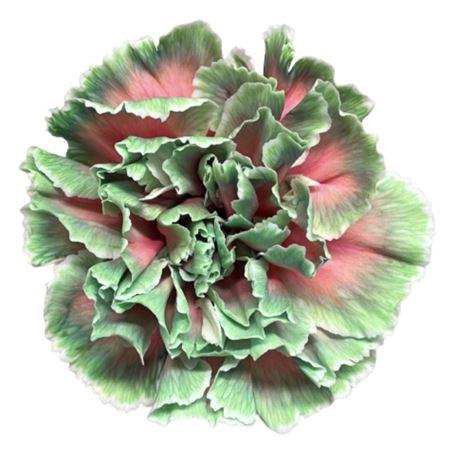 <h4>Di St Molly Bubblicious</h4>