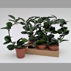 HOYA AUSTRALIS