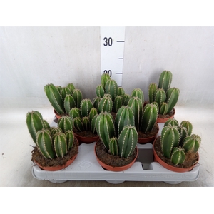 Cereus   ...