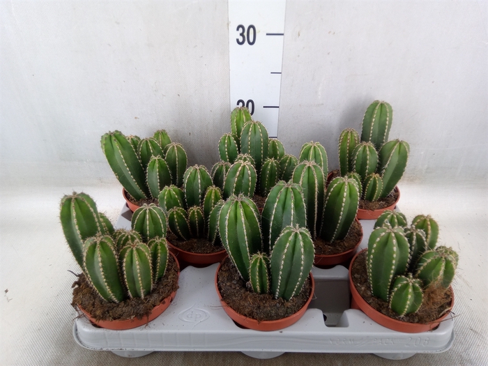 <h4>Cereus   ...</h4>