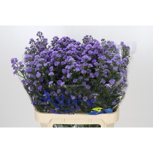 Aster Baby Blue