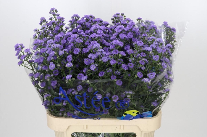 <h4>Aster Baby Blue</h4>