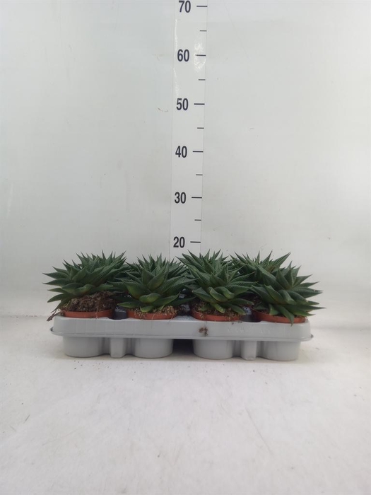 <h4>Haworthia limifolia</h4>