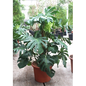 Monstera deliciosa