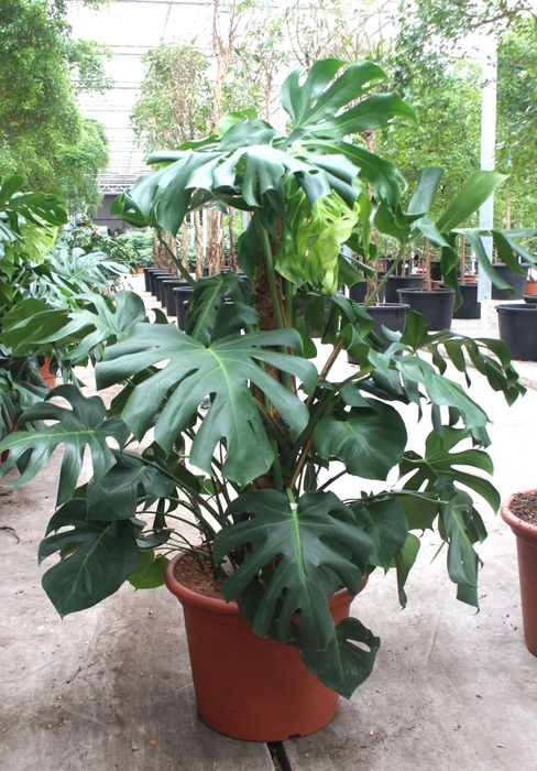 <h4>Monstera deliciosa</h4>