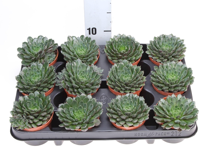 <h4>Echeveria   ...</h4>