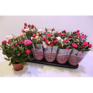 Ro Classic Star Gem In Pot