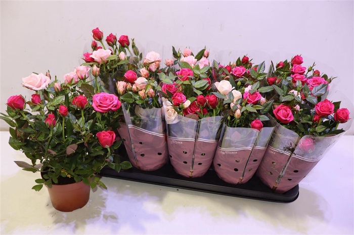 <h4>Ro Classic Star Gem In Pot</h4>