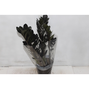ZAMIOCULCAS BLACK DOWON P15