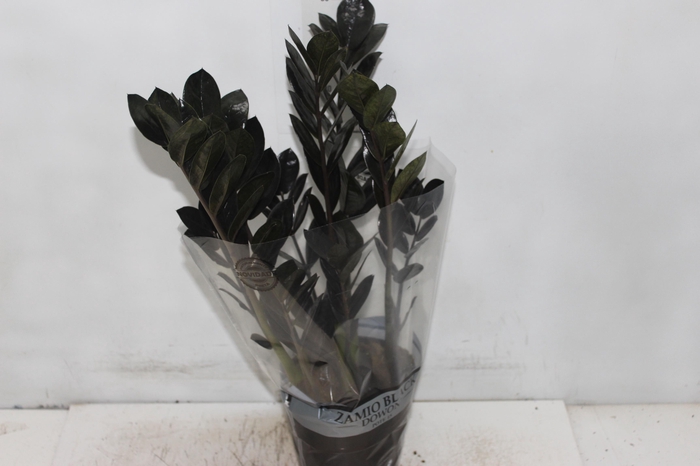 <h4>ZAMIOCULCAS BLACK DOWON P15</h4>