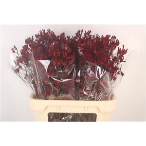 Anigoz Bush Ruby Red