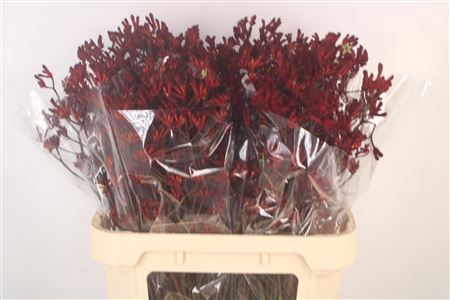 <h4>Anigoz Bush Ruby Red</h4>