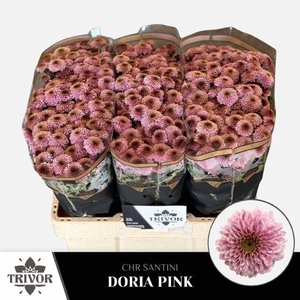 CHR S AAA DORIA PINK