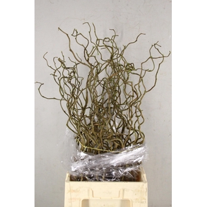 CORYLUS AV CONTORTA 1 JARIG