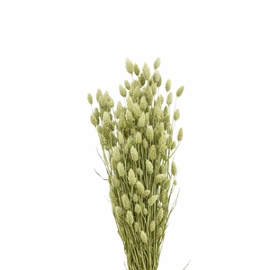 Dried Phalaris Natural X5 Bunch
