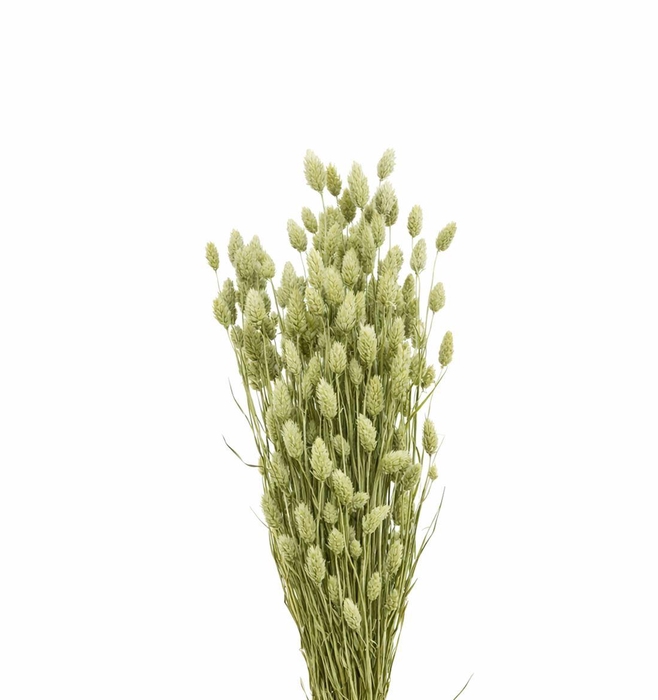 <h4>Dried Phalaris Natural X5 Bunch</h4>