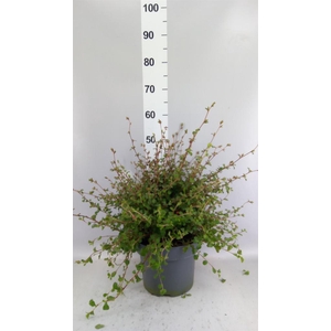 Ceratostigma griffithii