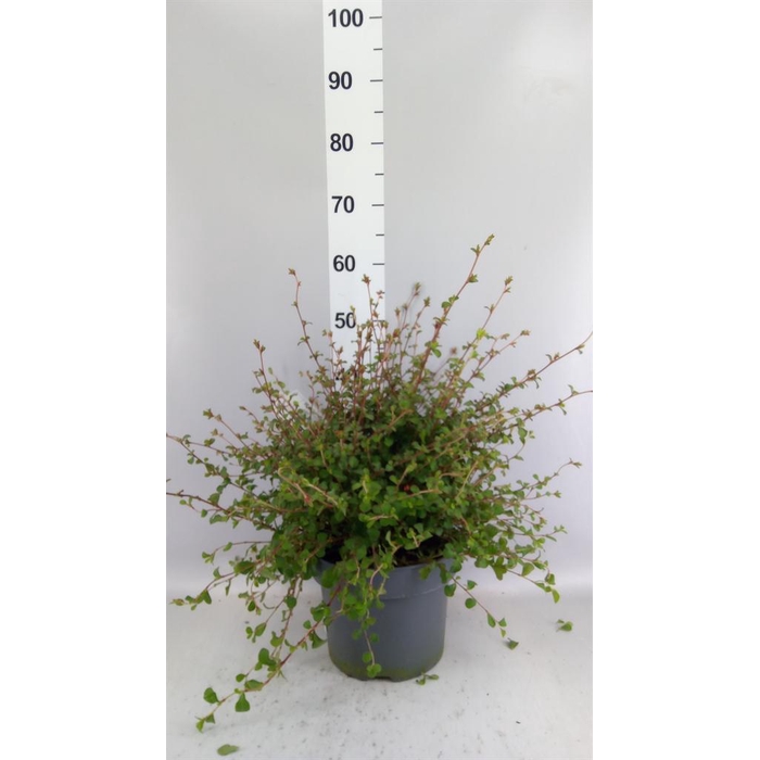 <h4>Ceratostigma griffithii</h4>