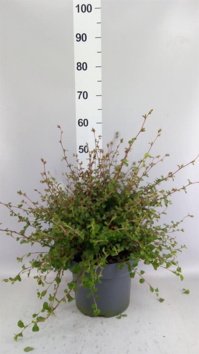 Ceratostigma griffithii