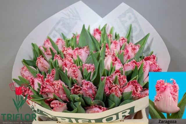 <h4>TU FR ZARAGOZA</h4>