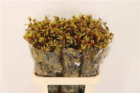 <h4>Anigoz Bush Pioneer</h4>
