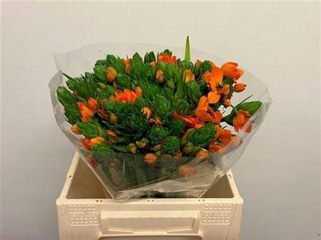 <h4>Ornit Db Orange Fire</h4>