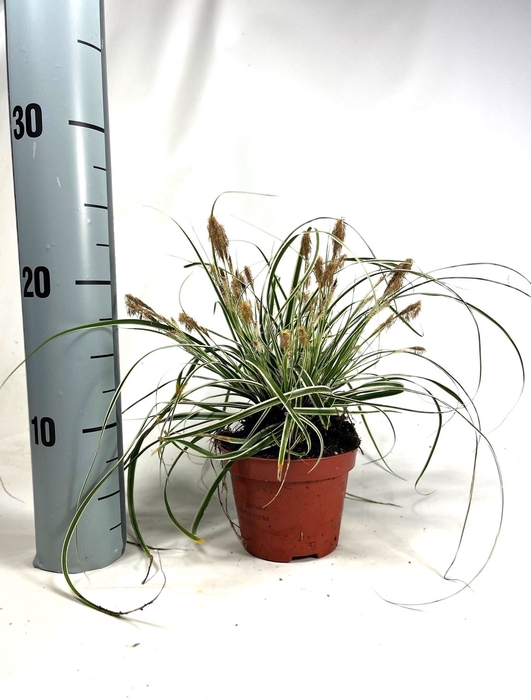 Carex oshimensis Everest
