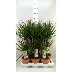 Dracaena marg.
