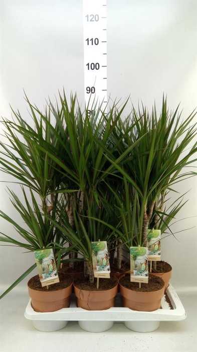 <h4>Dracaena marg.</h4>