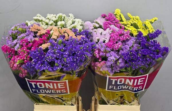 <h4>LIM S GEMENGD</h4>