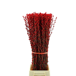 Salix Wilgenkatjes Geverfd