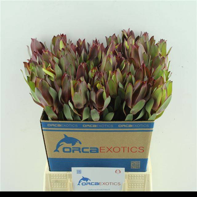 <h4>LEUCAD SENORITA</h4>