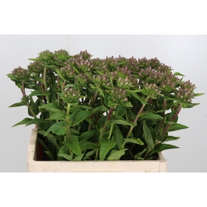 Campanula Glom Caroline