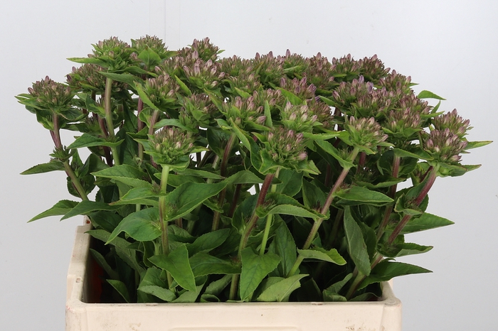 <h4>Campanula Glom Caroline</h4>