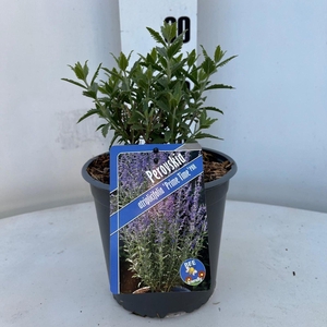 Perovskia atriplicifolia