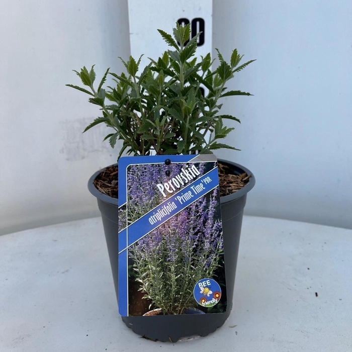<h4>Perovskia atriplicifolia</h4>