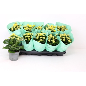 KAL GE PERFECTA YELL