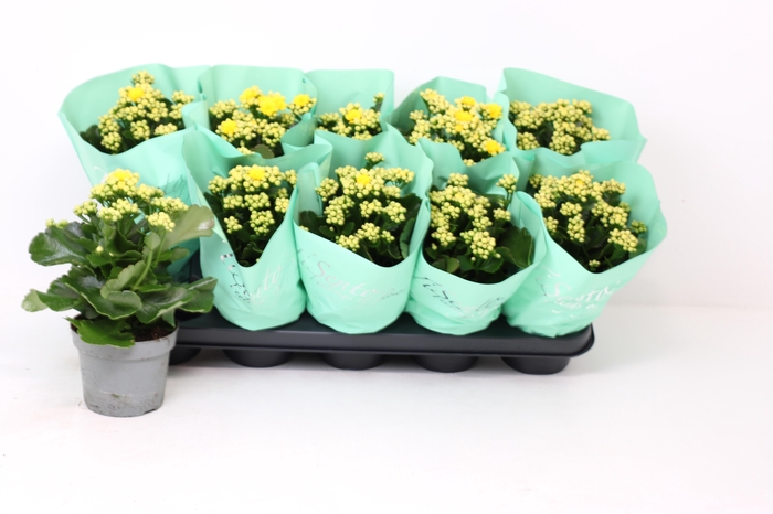 <h4>KAL GE PERFECTA YELL</h4>