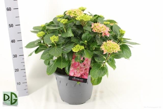 <h4>HYDR M HI RIVER</h4>