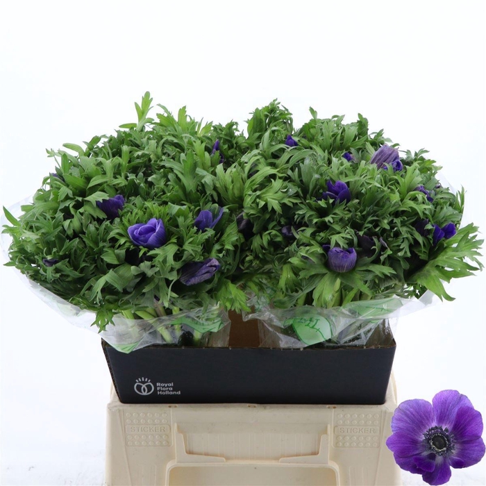 <h4>ANEM CO GALIL BLAUW</h4>