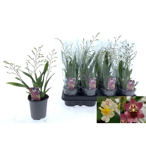 ONCIDIUM OV