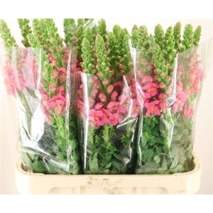 Antirrhinum Avignon Rose