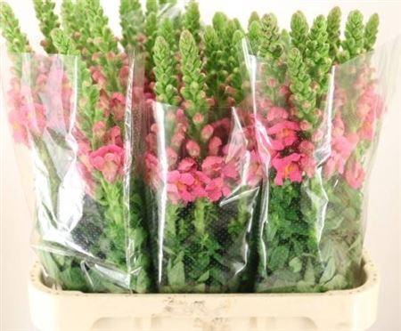 <h4>Antirrhinum Avignon Rose</h4>
