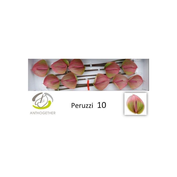 <h4>Anth A Peruzzi</h4>