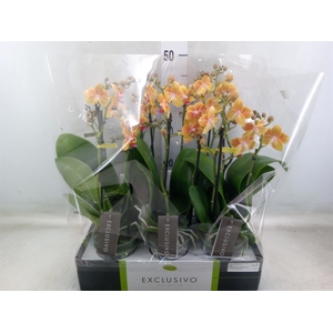 Phalaenopsis multi.   ...orange