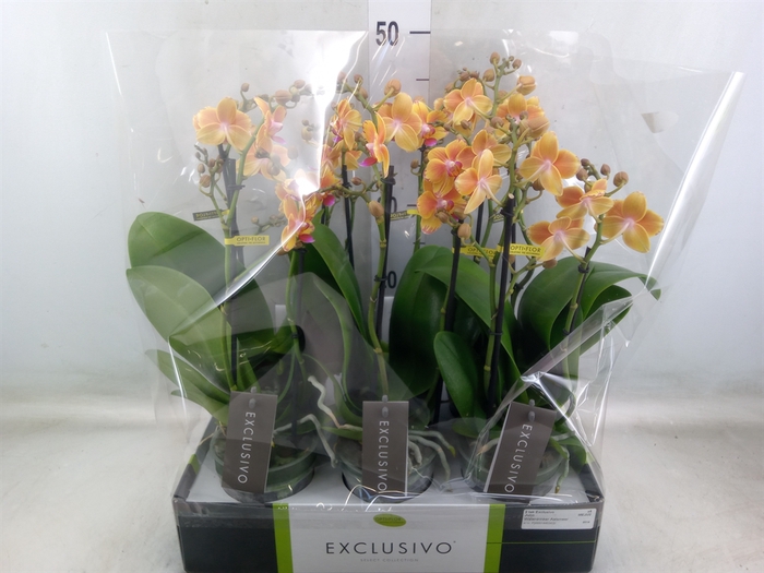 <h4>Phalaenopsis multi.   ...orange</h4>