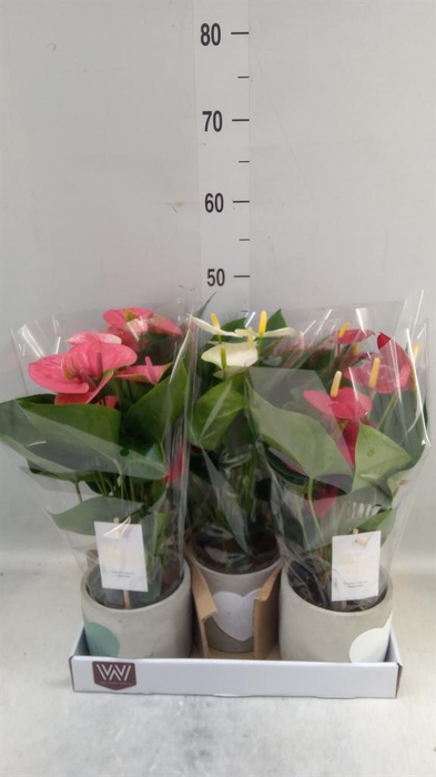 <h4>Anthurium andr.   ...mix  3</h4>
